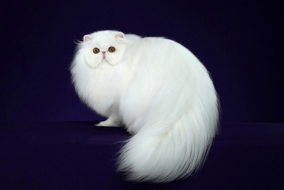 ëèͼƬȫ,ëèֽ-10.jpg