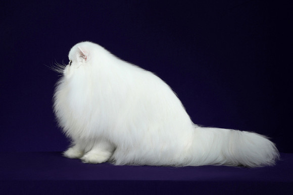 ëèͼƬȫ,ëèֽ-11.jpg