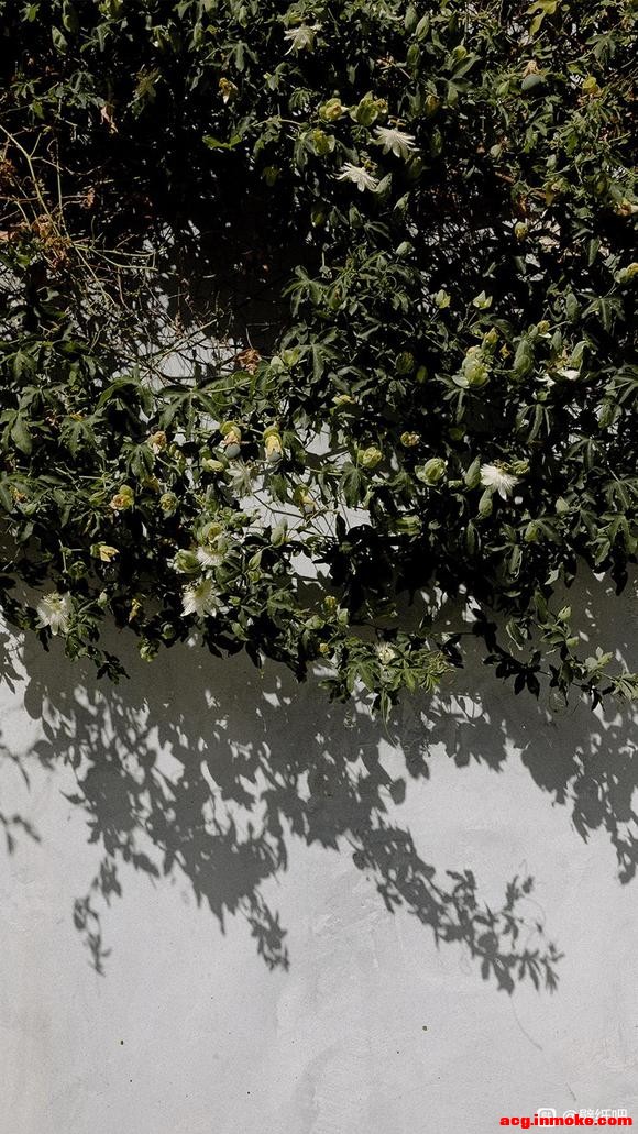 ۵ɫֽ-3.jpg