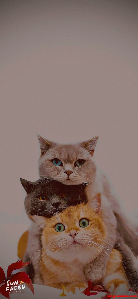 æͼƬɺɫֽ,лл-1.jpg