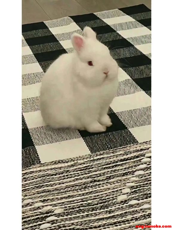 ɰֽ #ͷ#-4.jpg