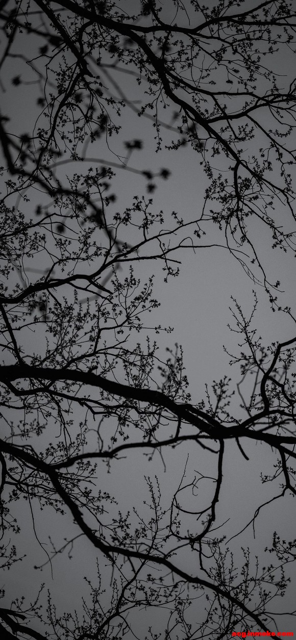 4K:ʸˮαֽ-4.jpg
