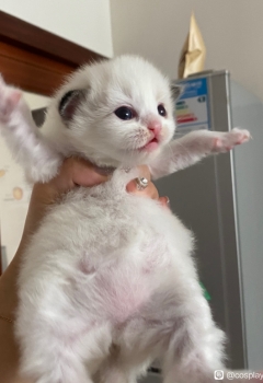 COSƬż ԤͷԵ