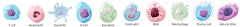  elderly individuals do not respond to immune chall
