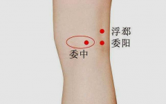  2、委阳穴 委阳穴位于膝部