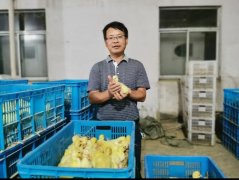 主持完成农业行业标准1项