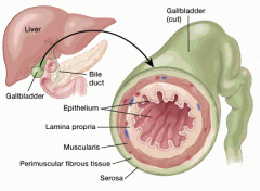 Organs in the Excretory System and Their Functions