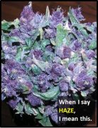 <b>What Does HAZE Mean?</b>