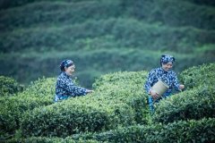 宜宾，一座茶香四溢的城市