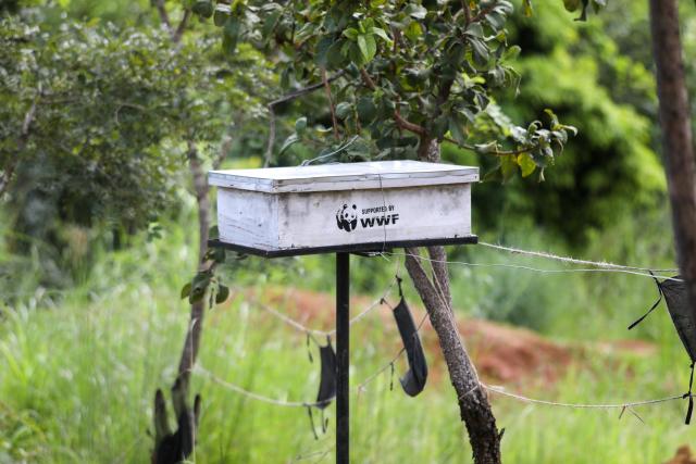 Bee hive to deter elephants in Tanzania 