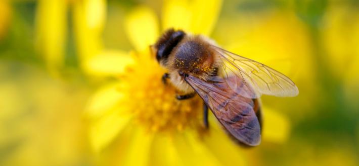 Bees under siege report