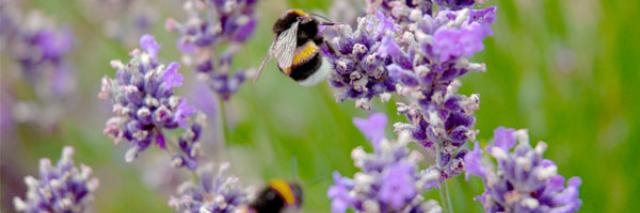 Bees on a flower