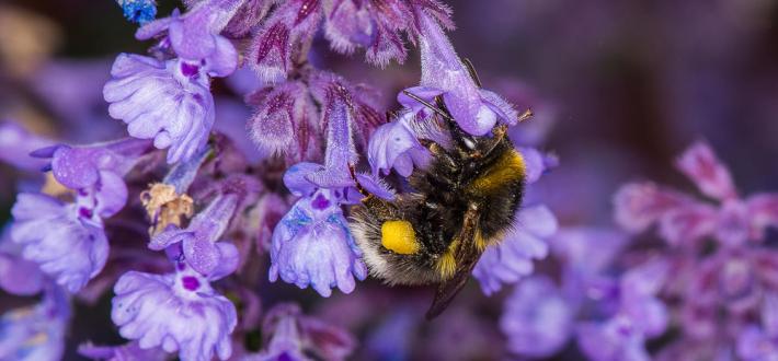Why bees matter