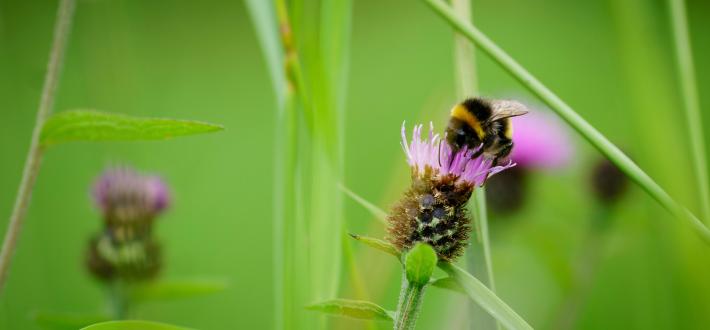 Be more bee: A glimpse into the life of a bee