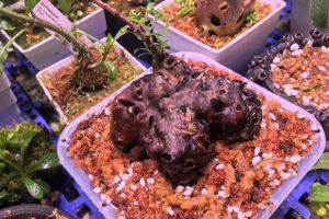 ��Һã������ڿ�ʼ������ʱ�齱����ֲ��