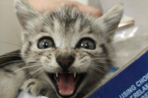 �������һ�������