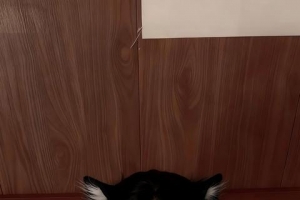 ����ֽ��Ұ��Сè�������ܹܽ�
