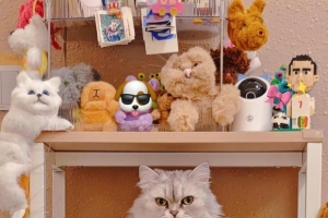 ���ո����������11.21������ʮ����