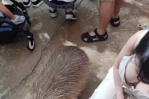 ֽ