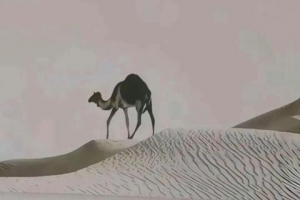 ����ֽ������һЩ��ֽ
