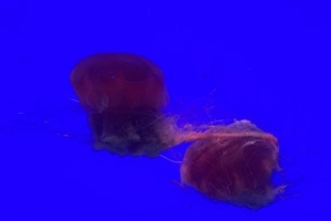 ���ĵ� �����ֽ��