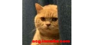 ����� ���ǵĺ��߲���Ѫ���