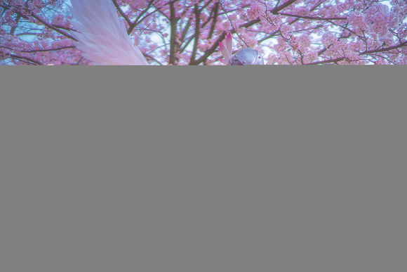 s5X26x0SJ12sossz.jpg