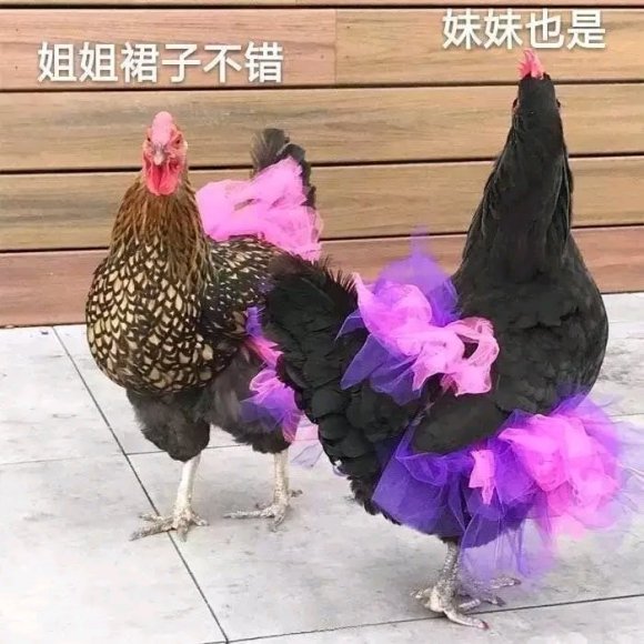 ȥչ,ܲ˵˵,չʲô,һȥ-2.jpg