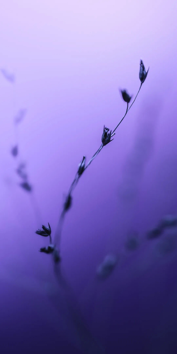 ֽ|ɫµ֦Ҷ  8-2.jpg