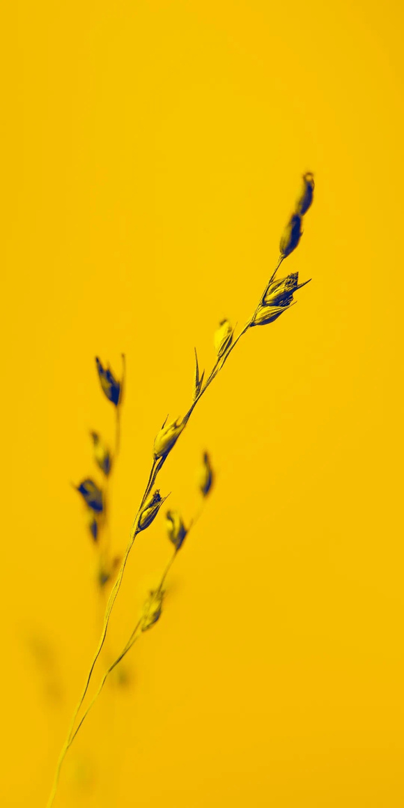 ֽ|ɫµ֦Ҷ  8-3.jpg