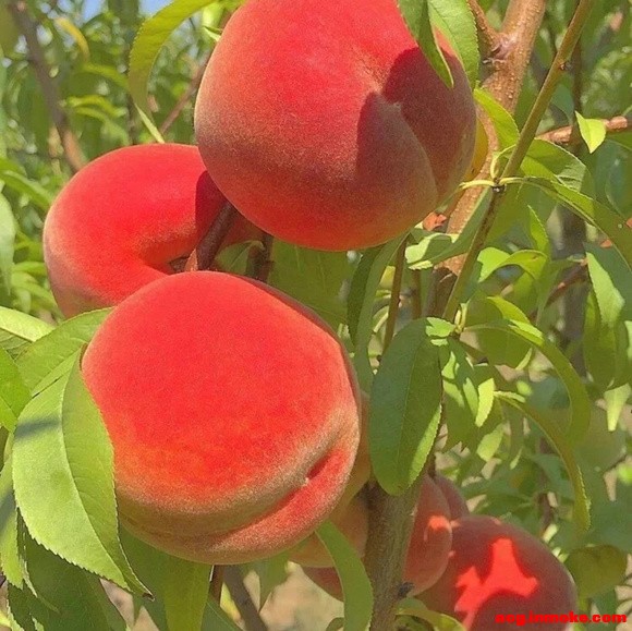 ȦŮֽ-3.jpg