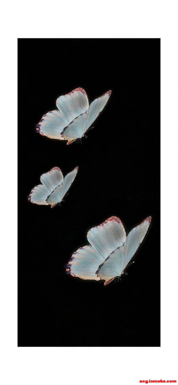 butterflyȫֽϼ-4.jpg