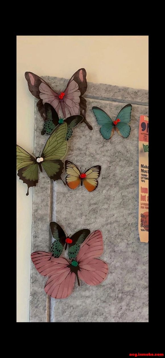 butterflyȫֽϼ-5.jpg
