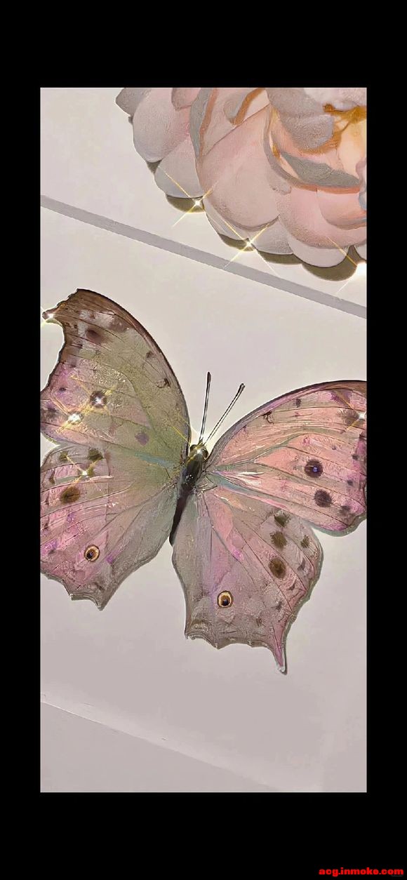 butterflyȫֽϼ-9.jpg