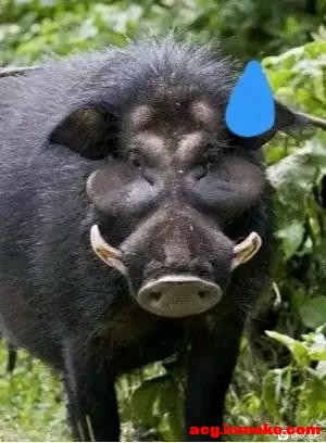 ̫Ҷ񣬰ݷúɣ顫-1.jpg