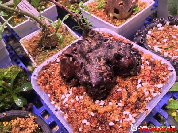 ��Һã������ڿ�ʼ������ʱ�齱����ֲ��