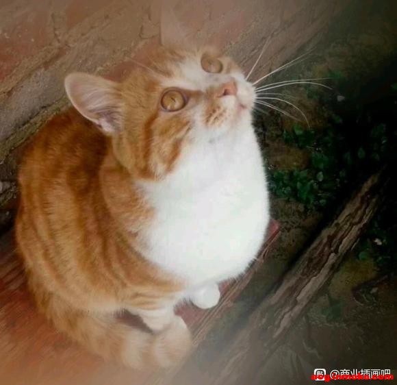 ��ѧ��ҵ�廭