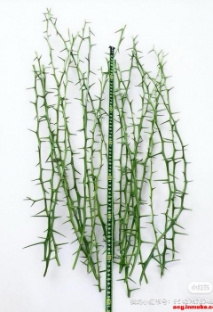 COSƬȻcosplay֦ߵ˸