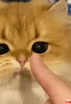COSƬʿcos