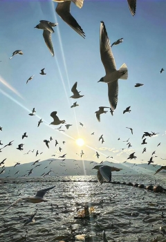 ��COS��Ƭ���Ϻ�������������cos����^_^