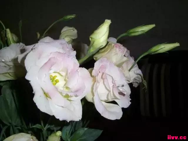 ۹ÿ